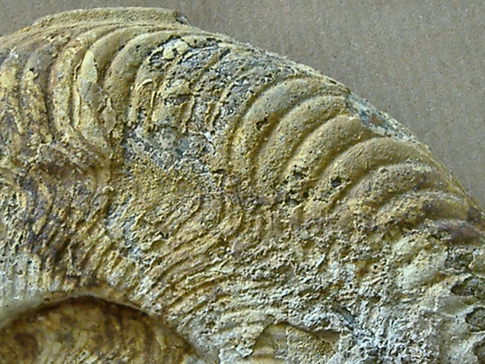 AMMONITE (nuova) 11